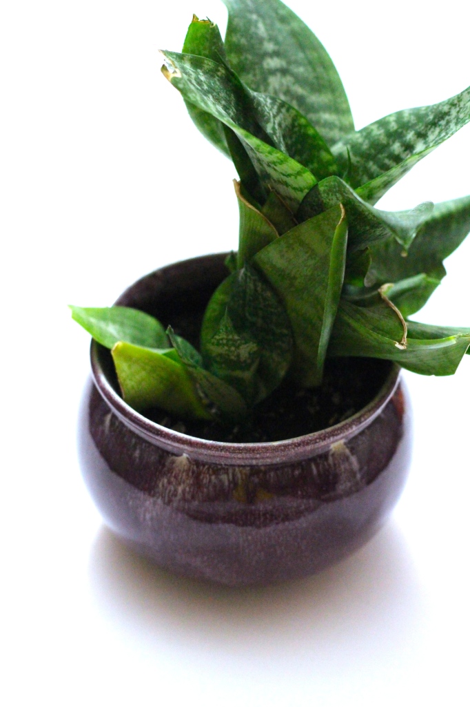 Decor Pieces | potted plant